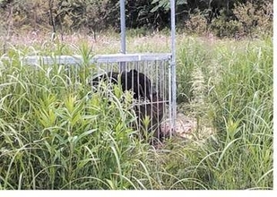 「イノシシの箱わなで熊を捕獲」宮城・東松島市が映像公開