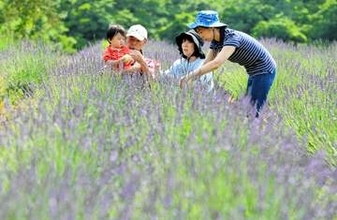 宮城県最大のラベンダー園見頃　東松島・赤坂農園