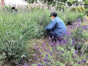 ラベンダーの香り楽しんで　仙台・荒浜のハーブ農園公開