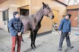 「「GI馬」養成へ期待の1頭 ＜東北馬物語(3)青森・日本軽種馬協会七戸種馬場＞　」の画像1