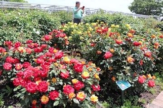 春バラ見頃近づく　せんだい農業園芸センターの見頃は今月いっぱい