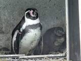 「ペンギン全4羽が立て続けに死ぬ　仙台・八木山動物公園　原因を調査中」の画像1