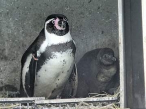 ペンギン全4羽が立て続けに死ぬ　仙台・八木山動物公園　原因を調査中