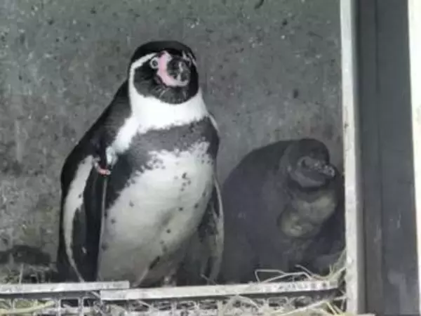ペンギン全4羽が立て続けに死ぬ　仙台・八木山動物公園　原因を調査中