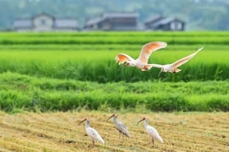 宮城・登米をトキがときめく飛来地へ　登米で環境整備探るシンポ　新潟・佐渡に成功の鍵学ぶ