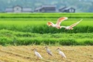 宮城・登米をトキがときめく飛来地へ　登米で環境整備探るシンポ　新潟・佐渡に成功の鍵学ぶ