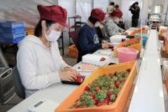 宮城イチゴの輸出急増　3年で出荷量5倍に　東南アジアで甘さ人気