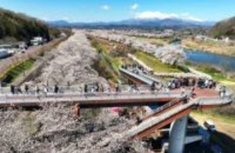 「一目千本桜」をドローンで空から撮影　宮城・白石川沿い