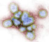 「宮城のインフル患者数、警報発表基準を5週ぶり下回る」の画像1