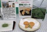「宮城・亘理の春菊でコロッケ　廃棄の切れ端を有効活用　地元企業などのグループが開発　23日から町内で販売へ」の画像1
