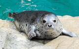 「令和7年「流行魚大賞」はゴマフアザラシの「ゆきまる」！　福島・いわきの水族館「アクアマリンふくしま」で投票＜みちのく＞」の画像1