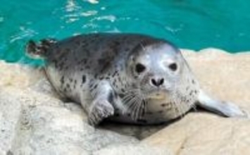 令和7年の「流行魚大賞」はゴマフアザラシの「ゆきまる」！　福島・いわきの水族館「アクアマリンふくしま」で投票＜みちのく＞