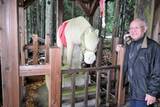「神社に鎮座　無病息災祈る＜東北馬物語（4）秋田・羽後　石馬っ子＞」の画像1