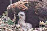 「絶滅危惧種のニホンイヌワシ　6月に宮城・南三陸に放鳥へ　盛岡市動物園で3月誕生のひな1羽　全国初の野生復帰に挑む」の画像1