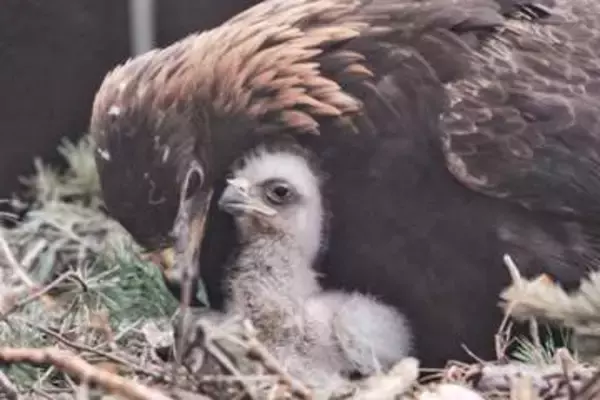 絶滅危惧種のニホンイヌワシ　6月に宮城・南三陸に放鳥へ　盛岡市動物園で3月誕生のひな1羽　全国初の野生復帰に挑む