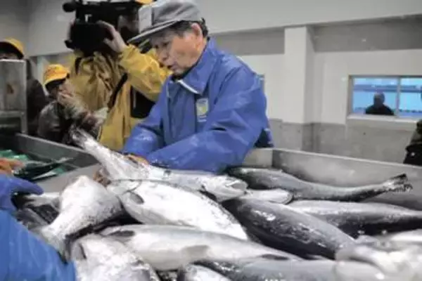 ブランドギンザケ「金華ぎん」が宮城の石巻魚市場に今季初入荷「脂の乗りが良く、つやがある高品質」