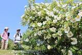 「福島・新地　バラが咲いた　「まぁるの庭」に」の画像1