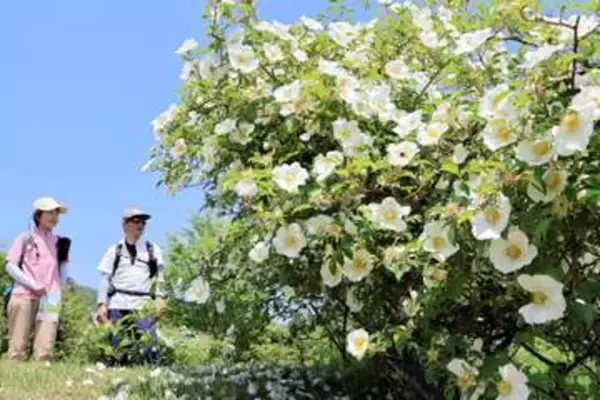 福島・新地　バラが咲いた　「まぁるの庭」に