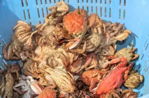 青森・陸奥湾で春の味覚トゲクリガニ漁本格化　餌のホタテへい死響き今季も不漁か