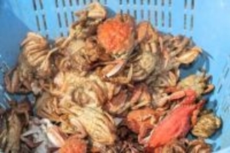 青森・陸奥湾で春の味覚トゲクリガニ漁本格化　餌のホタテへい死響き今季も不漁か