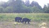 「【速報・動画】獣害対策カメラに熊3頭　宮城・加美農業高校」の画像1