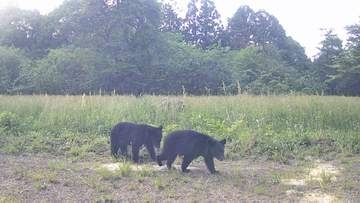 【速報・動画】獣害対策カメラに熊3頭　宮城・加美農業高校