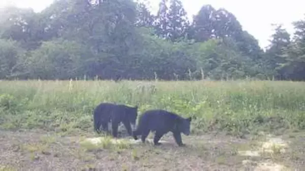 【速報・動画】獣害対策カメラに熊3頭　宮城・加美農業高校