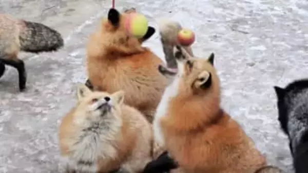 キツネ、リンゴに群がる　宮城・白石の観光施設に贈り物＜スケッチみやぎ＞