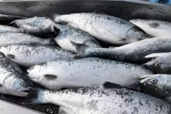 岩手で養殖サーモン水揚げ急増　「久慈育ち琥珀サーモン」など、いけすを増強