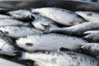 岩手で養殖サーモン水揚げ急増　「久慈育ち琥珀サーモン」など、いけすを増強