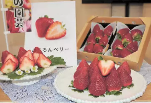 ハートの断面、甘さすっきり　宮城県産イチゴ新品種「ころろんベリー」来冬デビュー