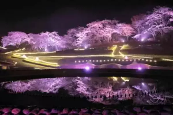 夕闇に浮かぶ満開の夜桜　国営みちのく杜の湖畔公園でライトアップ　宮城・川崎