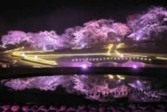 夕闇に浮かぶ満開の夜桜　国営みちのく杜の湖畔公園でライトアップ　宮城・川崎