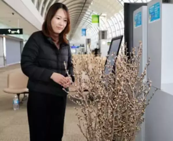真冬に開花する「啓翁桜」で和の文化発信　仙台空港・国際線エリアに山形・西川産展示