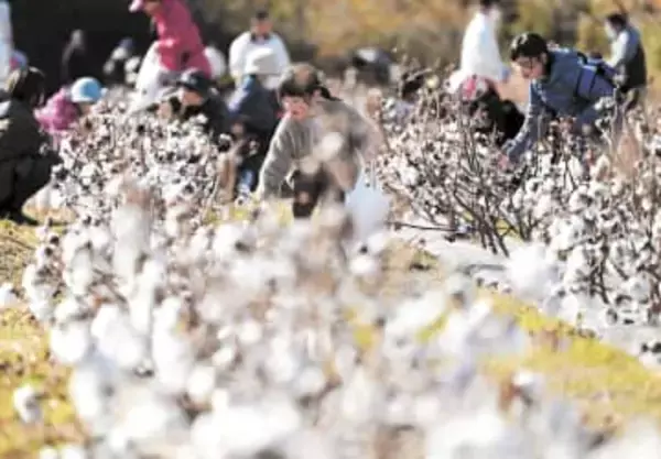 「まるで羊の毛みたい」ふわふわの綿花の収穫祭　宮城・東松島の赤坂農園