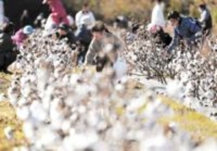 「まるで羊の毛みたい」ふわふわの綿花の収穫祭　宮城・東松島の赤坂農園