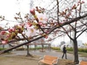仙台で桜開花　平年より8日早く　春雨にしっとり