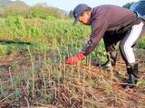 「太さ6ミリ以上のぶっといワラビ収穫本格化　岩手・西和賀「西わらび」」の画像1