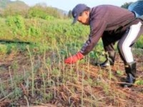 太さ6ミリ以上のぶっといワラビ収穫本格化　岩手・西和賀「西わらび」