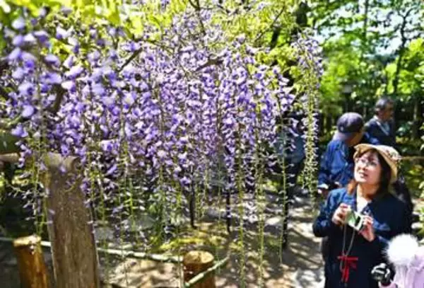 仙台　「子平町の藤」一般公開始まる　優美に風に揺れ、甘い香り漂う　