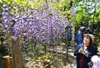仙台　「子平町の藤」一般公開始まる　優美に風に揺れ、甘い香り漂う　