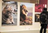 「ネコとライオン　顔似てるガオ？　青森・弘前市博物館で岩合光昭さん写真展」の画像1
