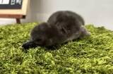 「すみだ水族館、マゼランペンギンの赤ちゃん「とうふ」が誕生」の画像1
