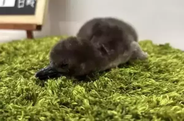 すみだ水族館、マゼランペンギンの赤ちゃん「とうふ」が誕生