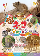 NHK「ダーウィンが来た！」放送20周年に映画化　主役は世界のネコ科動物