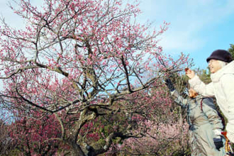 小田原フラワーガーデンで「梅まつり」始まる　今年の開花は例年より1週間ほど早く
