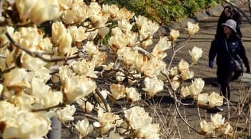 相模原麻溝公園でハクモクレン見頃　3月20日ごろに最盛期、毎年訪れる人も