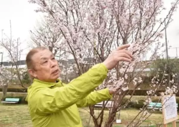 川崎の桜、新品種に　出願から10年の「吉兆」　台風被害乗り越え、市内初登録　「うれしくて、ありがたい」