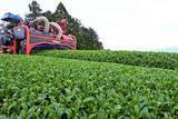 「「かながわブランド」足柄茶の一番茶、小田原市内で収穫始まる　生育「近年で一番いい」と太鼓判」の画像1