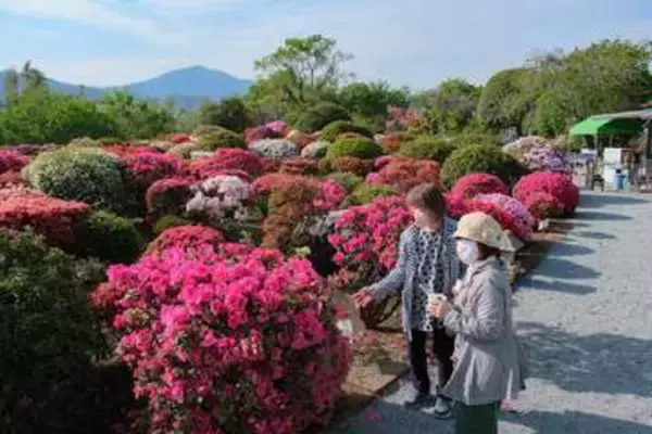 伊勢原の「杉山土建」庭園　自慢のツツジ50種類が見頃